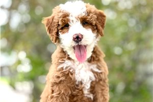 Link - Mini Bernedoodle for sale