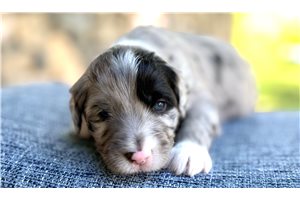 Sebastian - Australian Mountain Doodle for sale