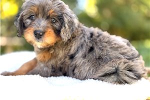Anna - Bernedoodle, Mini, placed in Salt Lake City