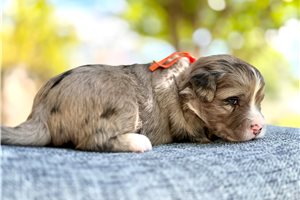 Sterling, a Australian Mountain Doodle puppy