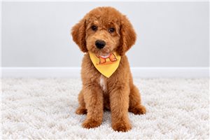Lester, a Mini Bernedoodle puppy