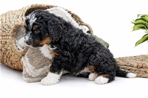 Alexander - Bernedoodle, Mini for sale