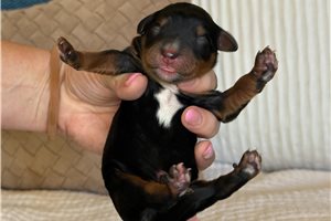Arthur - puppy for sale