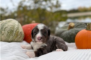 Theo - Mini Bernedoodle for sale