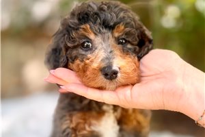 Luca - Bernedoodle, Mini for sale