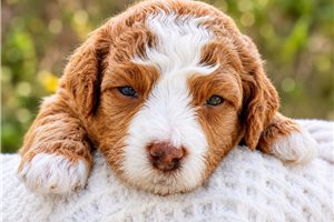 Link - Bernedoodle, Mini for sale