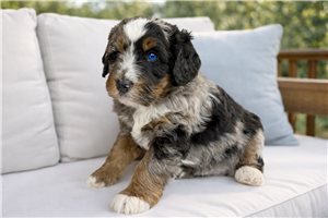 Anastasia - Bernedoodle, Mini for sale
