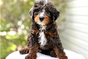 Loopy - Bernedoodle, Mini for sale