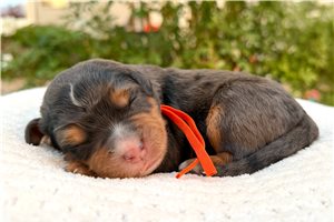 Trent - puppy for sale