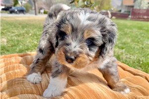 Ashton - Bernedoodle, Mini for sale