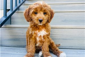 Sammyboy - Goldendoodle, Mini for sale