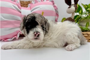 Pepper - Mini Goldendoodle for sale