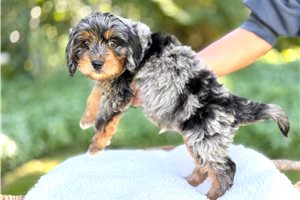 Reid - Goldendoodle, Mini, placed in Salt Lake City