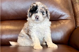 Pepper - Goldendoodle, Mini for sale