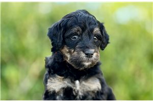 Roman - Mini Goldendoodle for sale