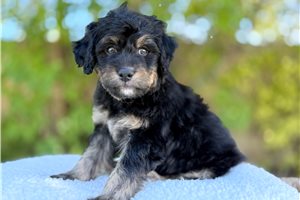 Roman - Mini Goldendoodle for sale