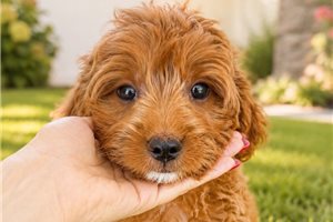 Sammyboy - Goldendoodle, Mini for sale