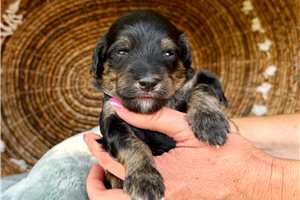 Roman - Goldendoodle, Mini for sale