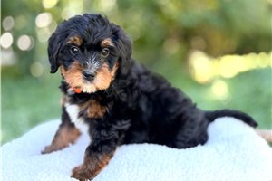 Roman - Mini Goldendoodle for sale
