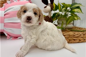 Darlene - puppy for sale