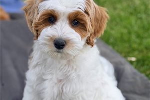 Sisco - Goldendoodle, Mini for sale