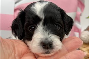 Delta - Goldendoodle, Mini for sale