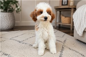 Sisco - Goldendoodle, Mini for sale