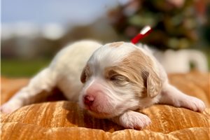 Ginger - puppy for sale