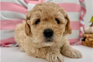 Cinnamon - Goldendoodle, Mini for sale