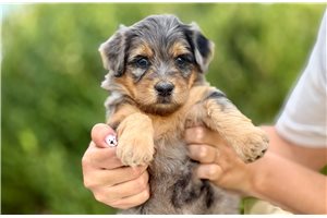 Chrissy - Goldendoodle, Mini, placed in Salt Lake City