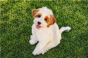 Sisco - Goldendoodle, Mini for sale