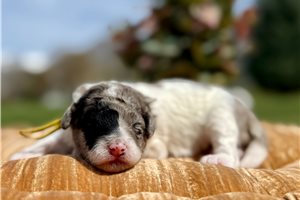 Pepper - puppy for sale