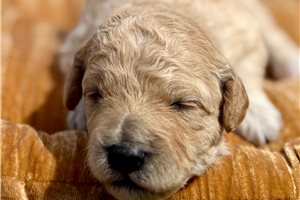 Cinnamon - Goldendoodle, Mini for sale