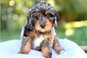 Reid - Mini Goldendoodle for sale