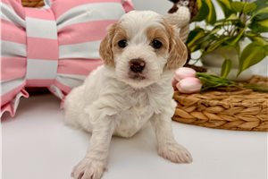 Ginger - Goldendoodle, Mini for sale