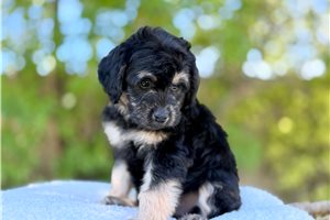 Carla - Goldendoodle, Mini for sale