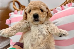 Cinnamon - puppy for sale