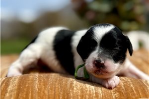 Abbie - puppy for sale