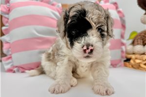 Delaney - puppy for sale