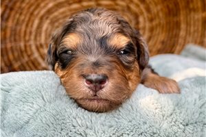 Reid - puppy for sale