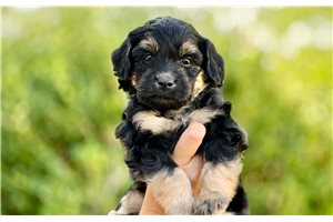 Carla - Goldendoodle, Mini for sale