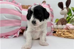 Abbie - puppy for sale