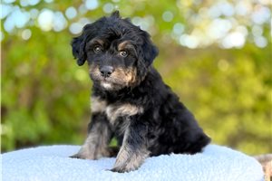 Roman - puppy for sale