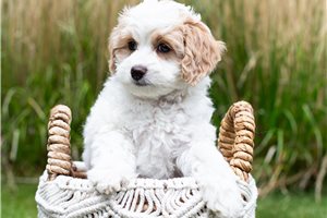 Ginger - Goldendoodle, Mini for sale