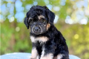 Carla - puppy for sale