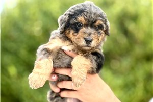 Reid - Goldendoodle, Mini for sale