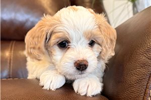 Ginger - Goldendoodle, Mini for sale