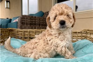 Cinnamon - Goldendoodle, Mini for sale