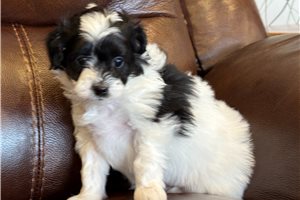 Delta - Goldendoodle, Mini for sale