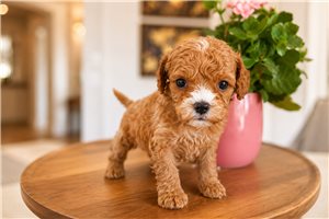 Lucky - Cavapoo for sale